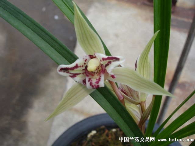 四川2014春季兰展和交易会-兰花新闻-中国兰花