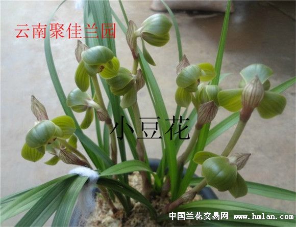 豆瓣荷瓣【小豆花】看花了-豆瓣篇-中国兰花交易网社区