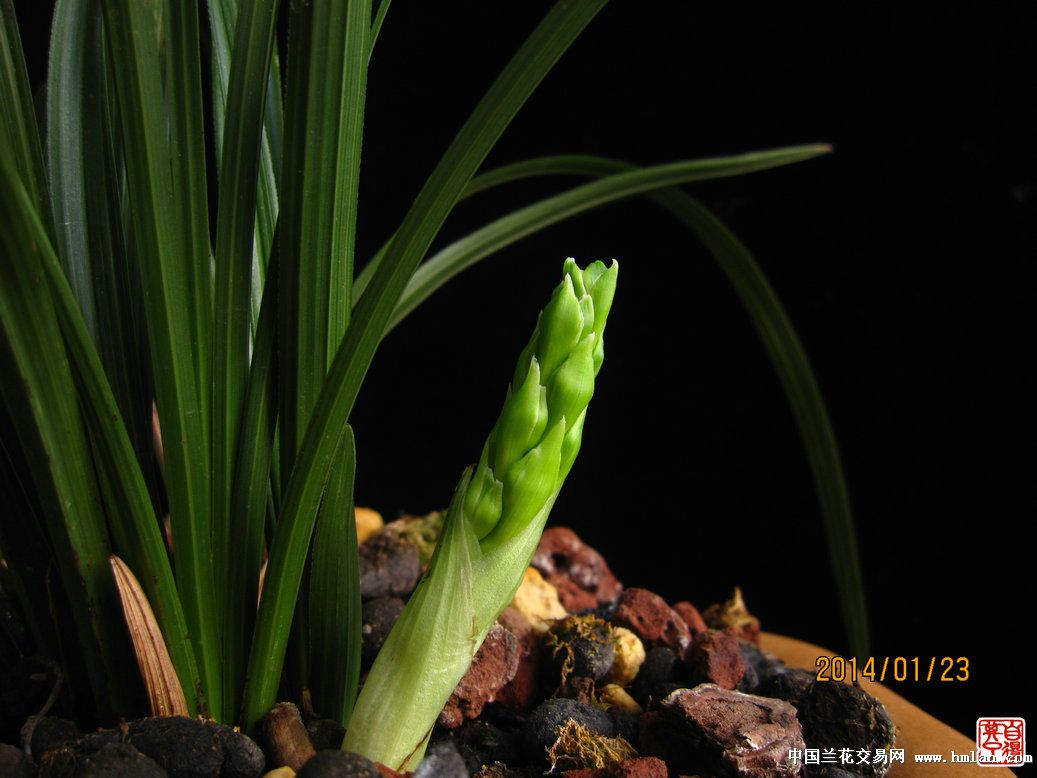 早勃-蕙兰篇-中国兰花交易网社区