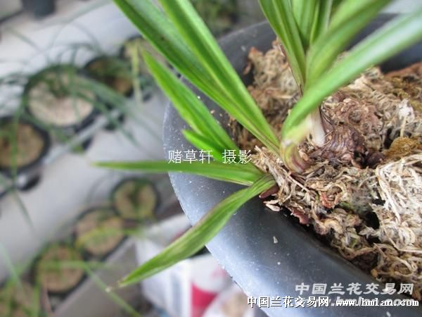 矮种紫草水晶请欣赏