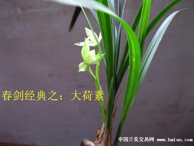 经典之:春剑大荷素[现分苗让种0起拍]1 - 中国兰花交易网