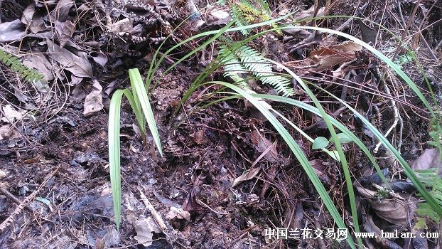 兰花的环境