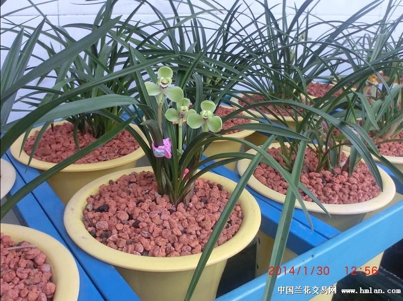 <em>新疆</em>养兰--宋氏<em>三姐妹</em>-春兰篇-中国兰花交易网