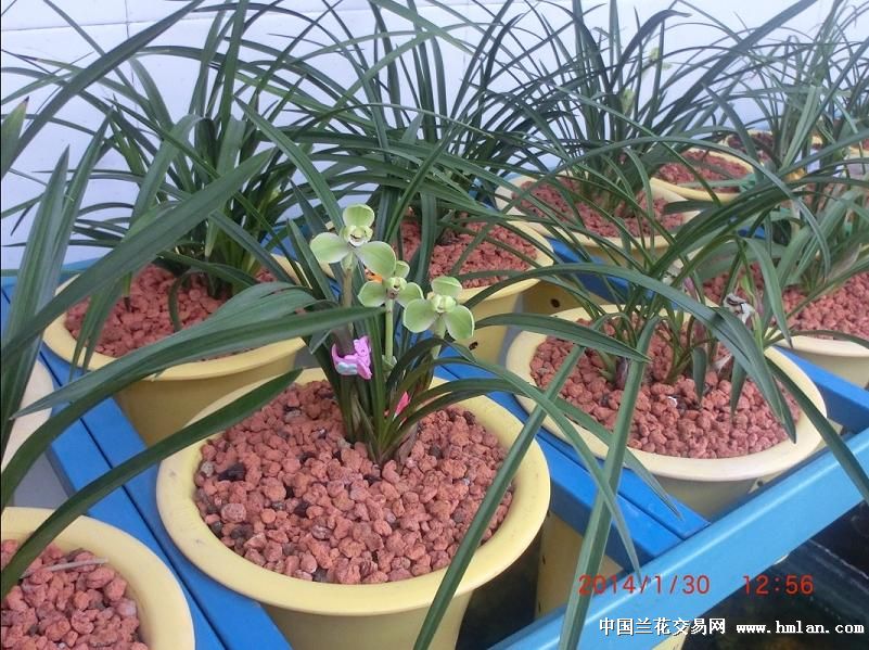 <em>新疆</em>养兰--宋氏<em>三姐妹</em>-春兰篇-中国兰花交易网