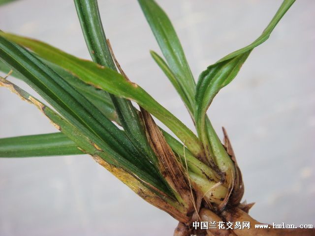 中矮种乳化龙草春剑留