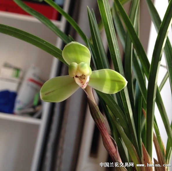 苗瑞梅是早几年购买其他品种的赠品,今年才开,香味浓郁,很喜欢~~兰花