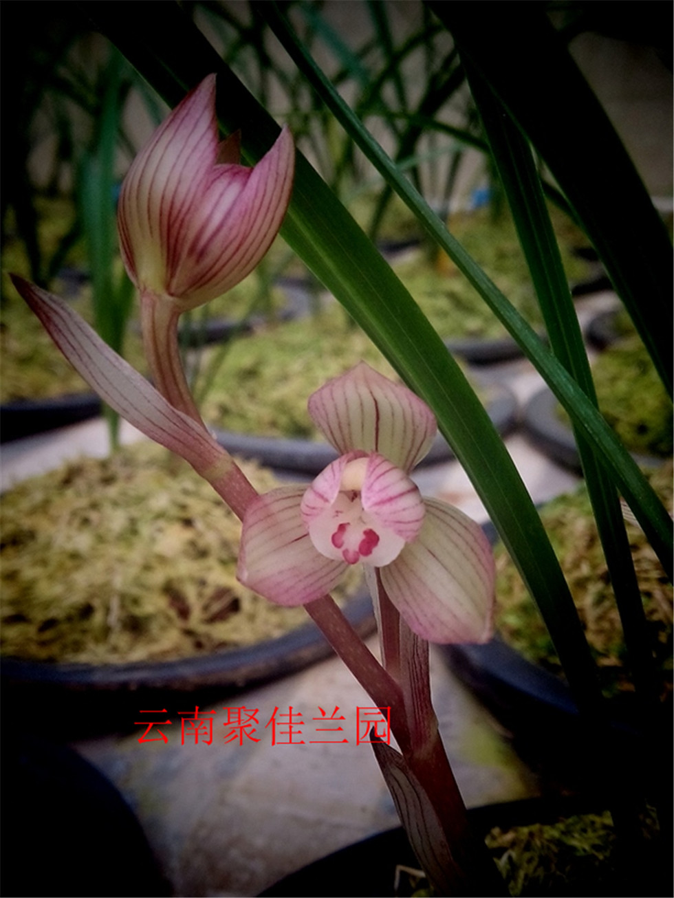云南新种春兰红花荷瓣 2苗 - 兰花网