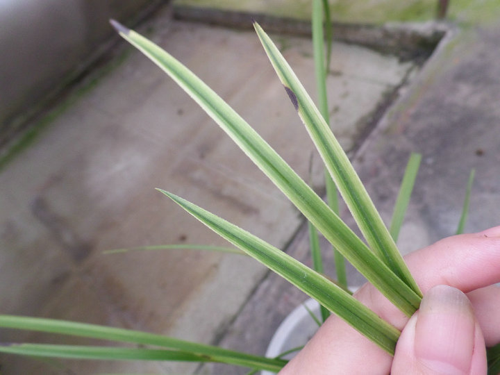 蕙兰粉叶扫尾艺-新苗带芽特价