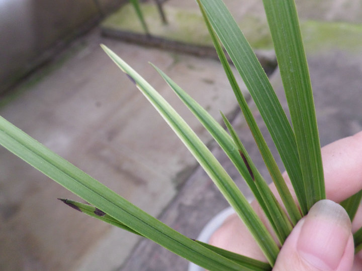 蕙兰粉叶扫尾艺-新苗带芽特价