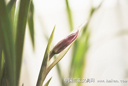 春剑双艺顶级奇花