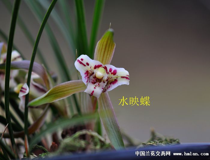 山客草堂,迎春网上兰展——蕊蝶篇.
