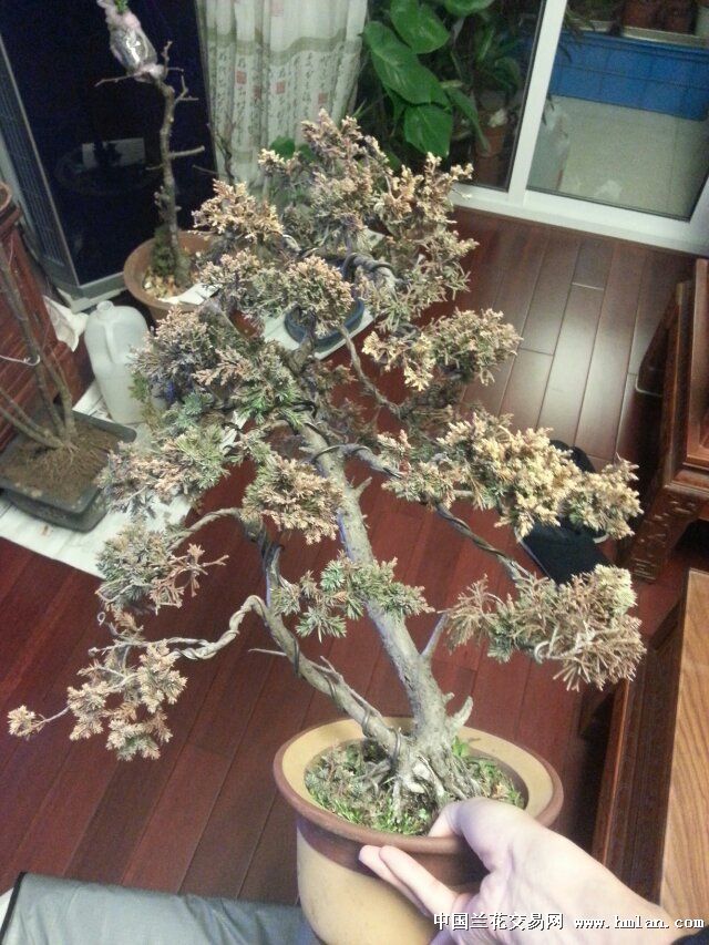 一棵双杆黄金柏-盆景园艺-中国兰花交易网社区