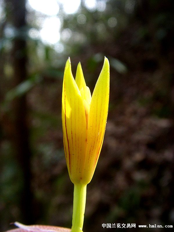 在山上发现土豪金与一个…-春兰篇-中国兰花交