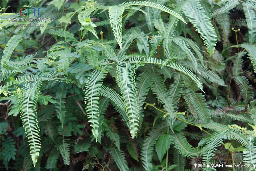 一种可以代替蛇木的新植料龙须