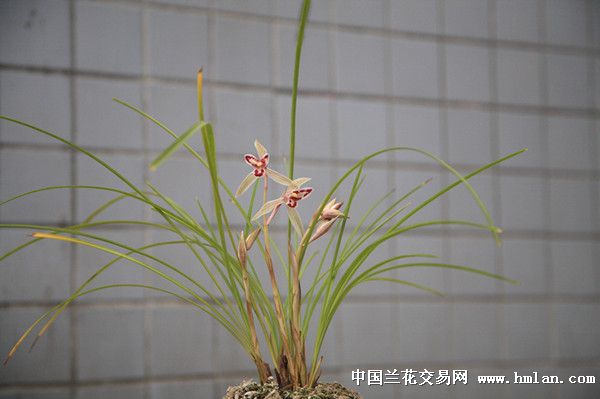 玉兔与大雪素-莲瓣篇-中国兰花交易网社区