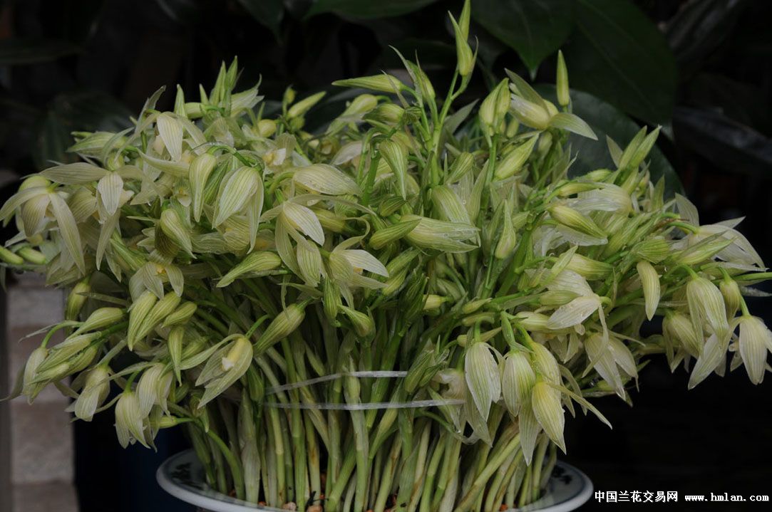 风雨送春归、飞雪(大雪素)迎春到-莲瓣篇-中国