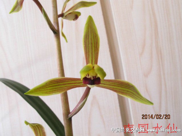 南国水仙,值得喜欢.-墨兰篇-中国兰花交易网社区