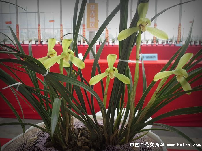 2014开心兰苑参加宁波象山兰展的那些花儿一