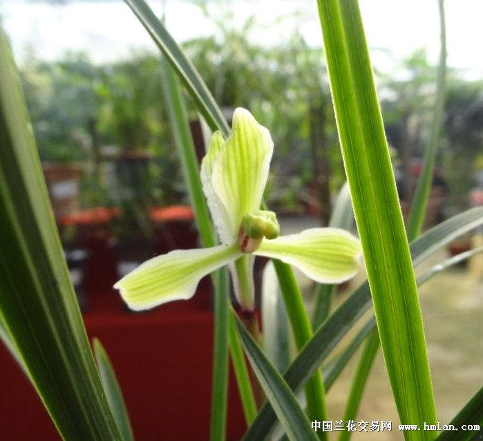 日照市迎宾花卉市场兰展(2)-春兰篇-中国兰花交