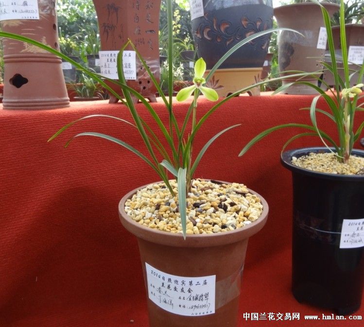日照市迎宾花卉市场兰展(1)-春兰篇-中国兰花交