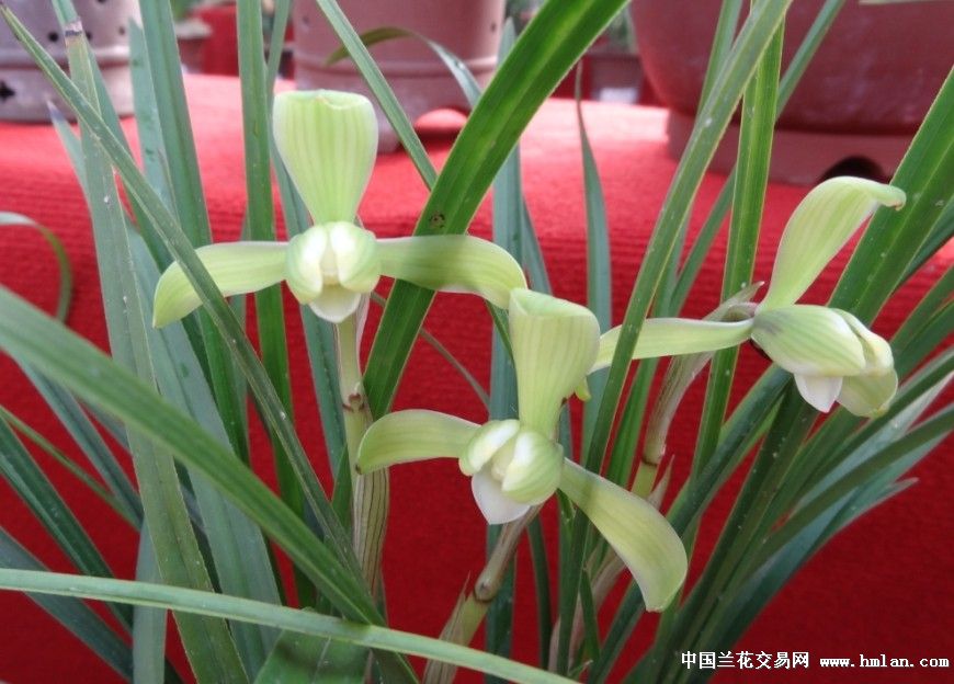 日照市迎宾花卉市场兰展(1)-春兰篇-中国兰花交