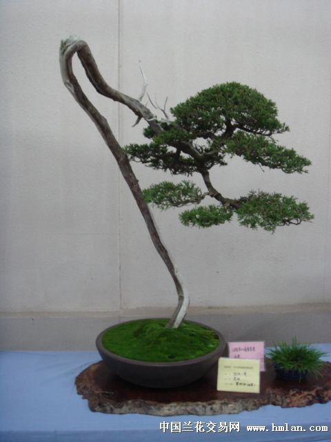 南通纪念朱宝祥大师诞辰100周年通派盆景展1