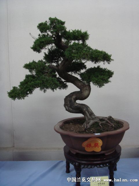 南通纪念朱宝祥大师诞辰100周年通派盆景展1