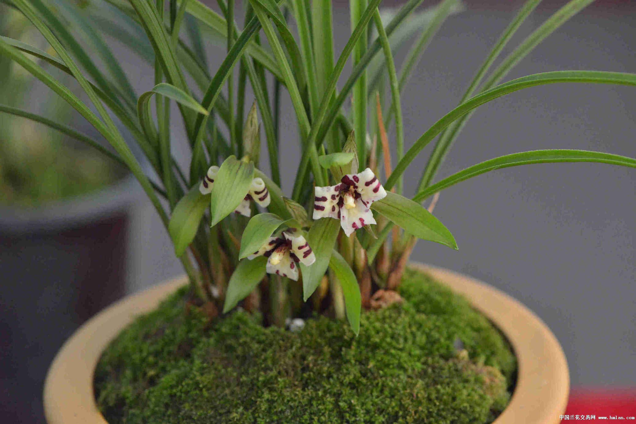 来自绍兴漓渚的精彩---闲步省兰展-春兰篇-中国