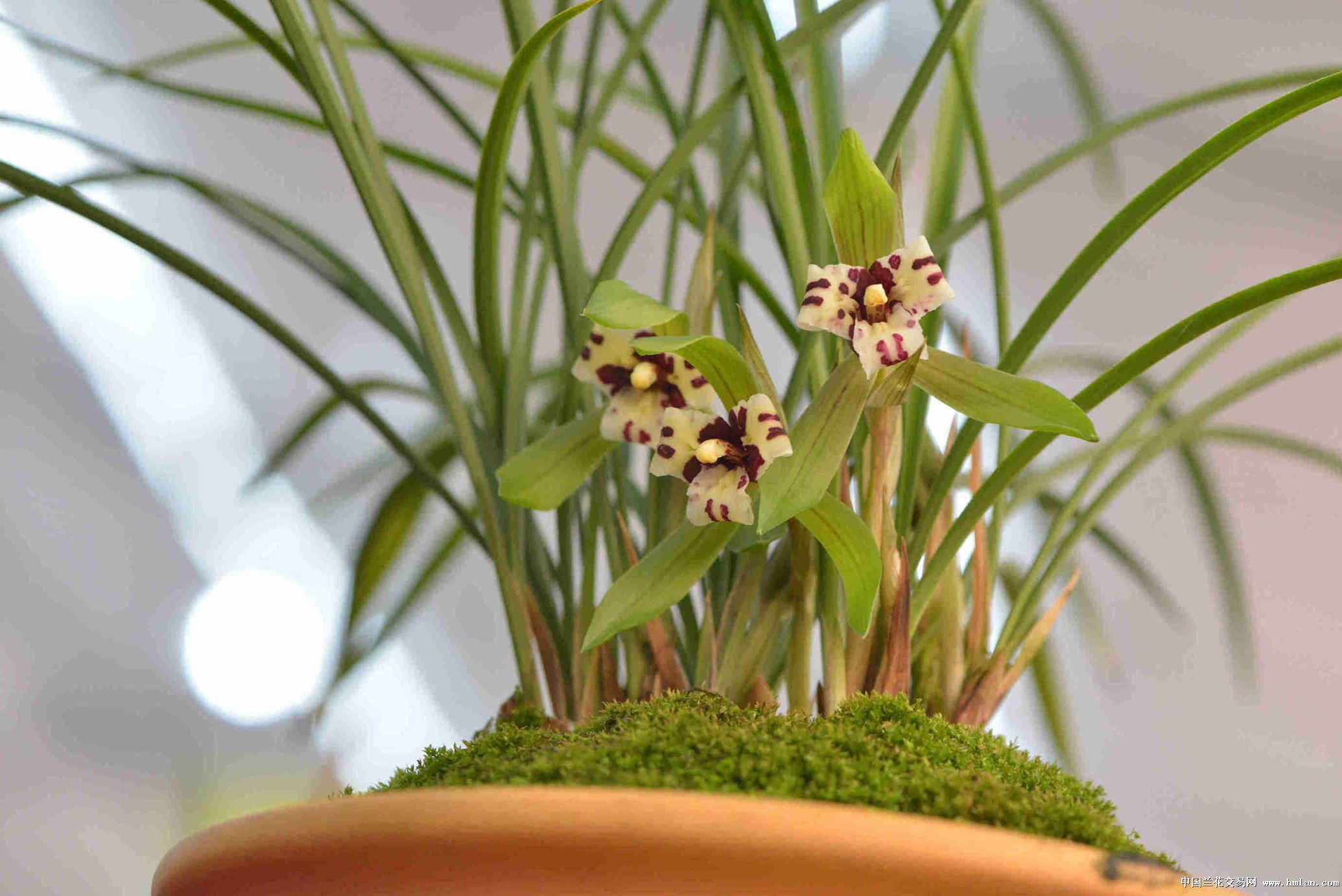 来自绍兴漓渚的精彩---闲步省兰展-春兰篇-中国