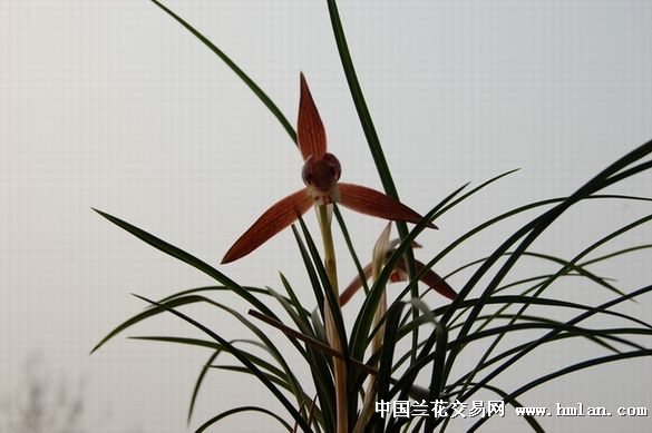 元红-春兰篇-中国兰花交易网社区