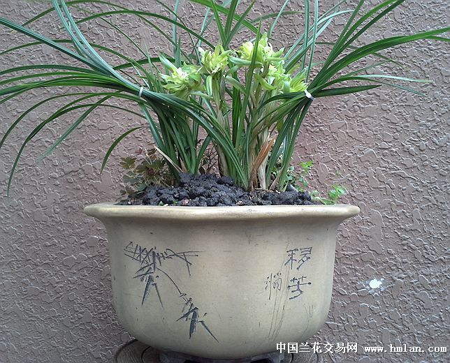 2014开心兰苑参加浙江省兰展的几盆花大家鼓励一下吧