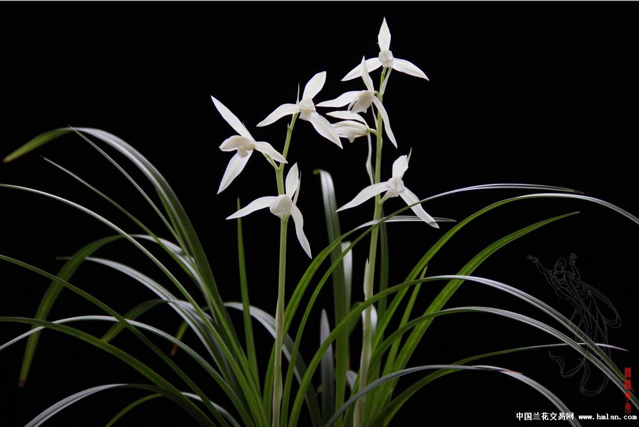解语花·素心兰-国兰文化-中国兰花交易网社区