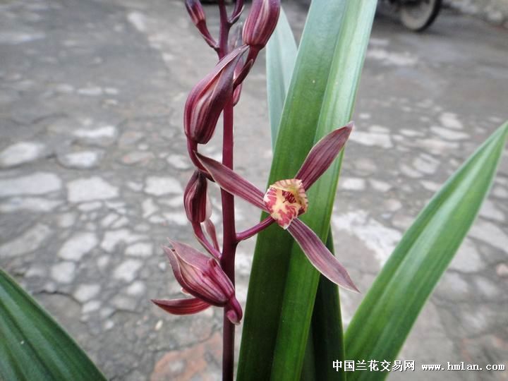 红花企黑---不一样的味道-墨兰篇-中国兰花交易网社区