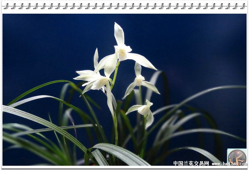 大雪素!-莲瓣篇-中国兰花交易网社区