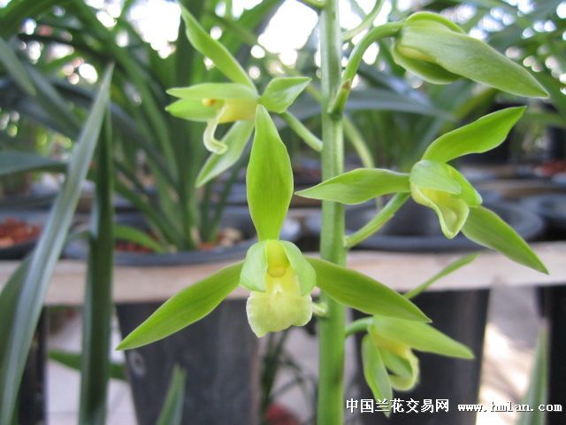 水仙型绿杆绿花