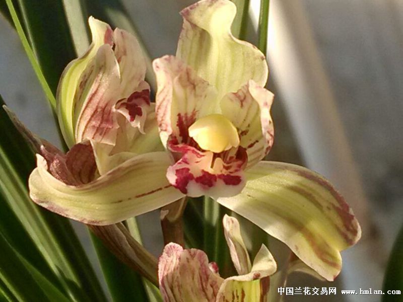 西蜀道光及复色飘仙-春剑篇-中国兰花交易网社区