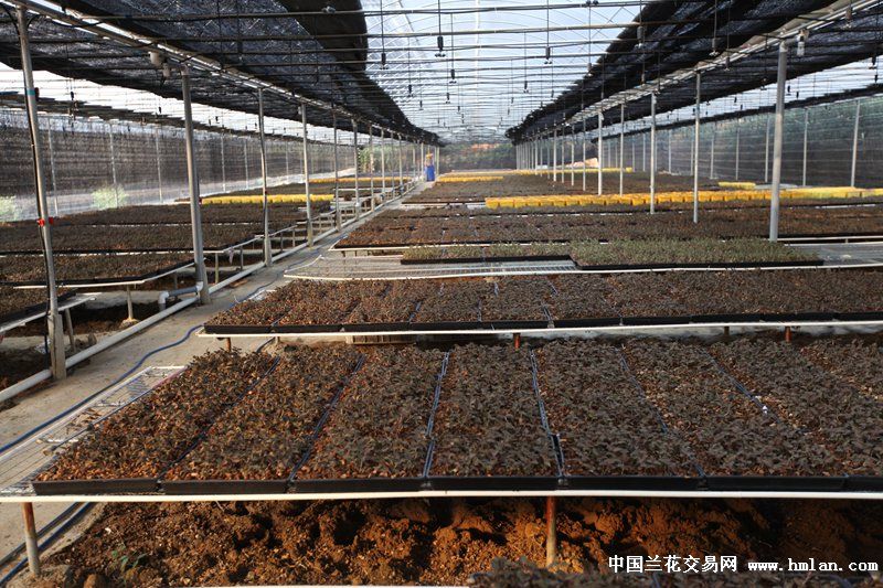 所有分类 金线莲_可批量订购 本园大量种植,种植时间都在半年以上