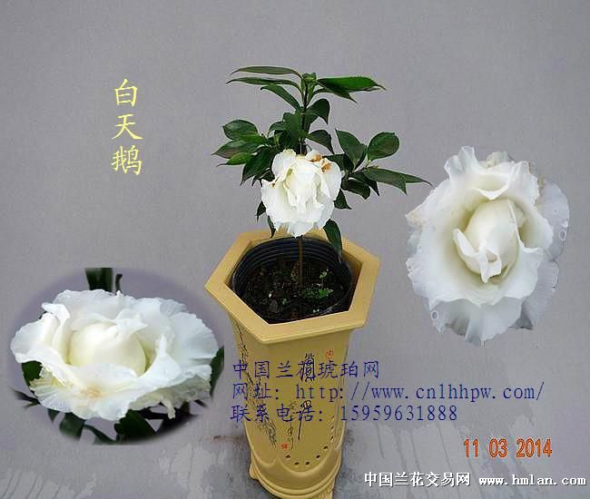 原生种茶花白天鹅带花苞高25公分(19)