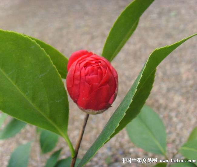 茶花五宝赤丹带花苞高48公分30