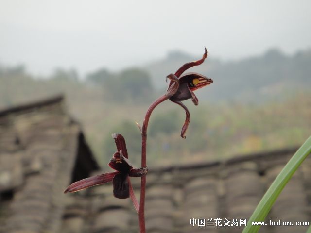 大理黑花(紫红素-出艺-墨兰篇-中国兰花交易网社区