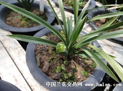 5植金石/碎瓦片,0.15仙土,0.25树皮/梨树叶,0.1蛇木.