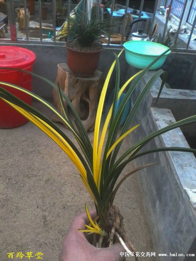 蕙兰中透草中透花