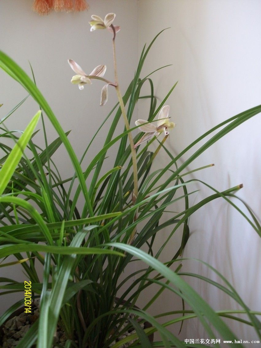 莲瓣兰北部地区养殖大赛 -碧龙玉素,滇梅-莲瓣