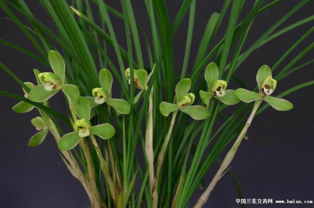 余姚市第十三届兰花展览会(铜奖,栽培奖)