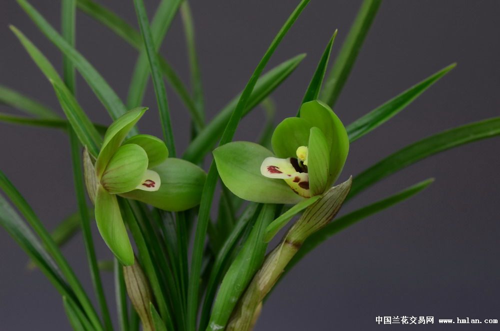 余姚市第十三届兰花展览会(铜奖,栽培奖)