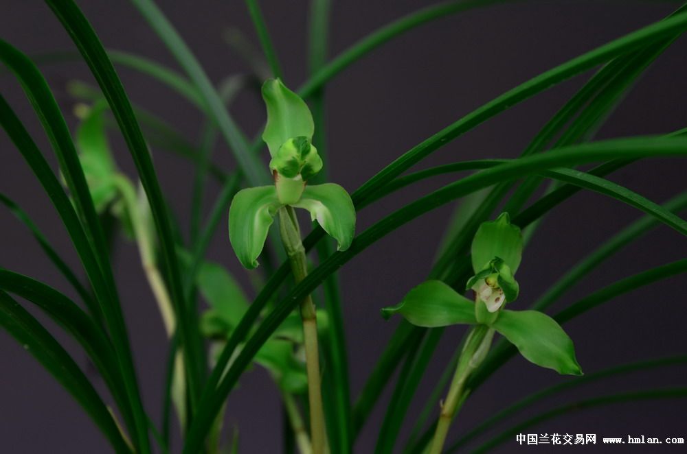 余姚市第十三届兰花展览会(铜奖,栽培奖)