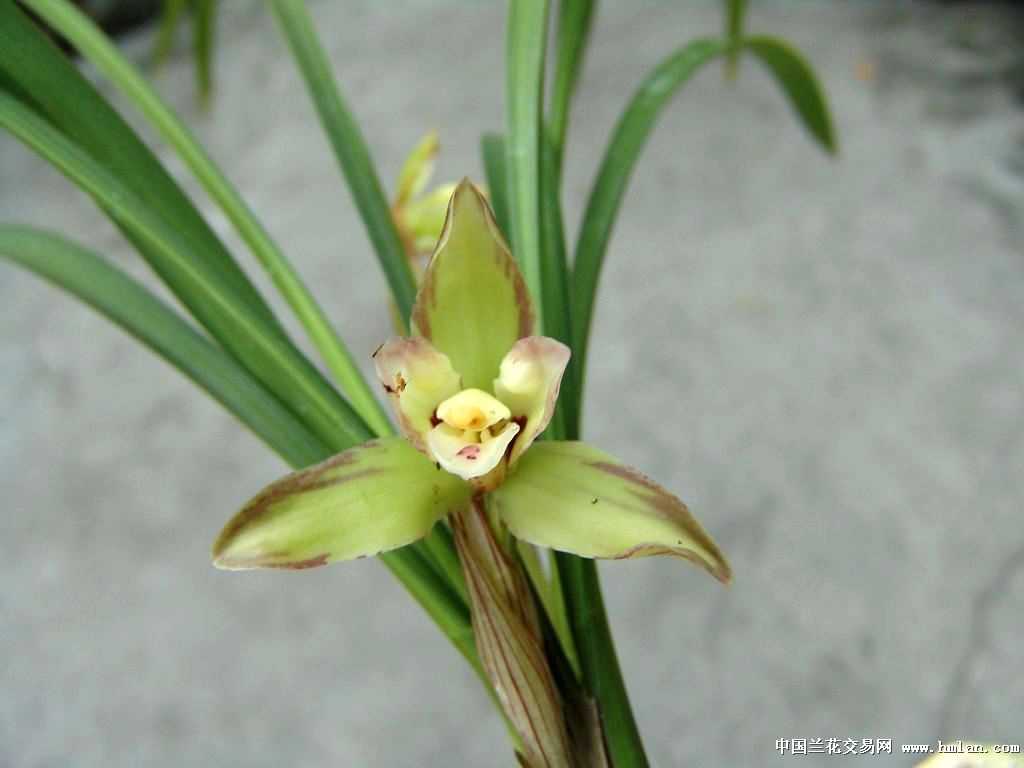 春兰(复色花) 前龙2壮苗带花(已开多天)