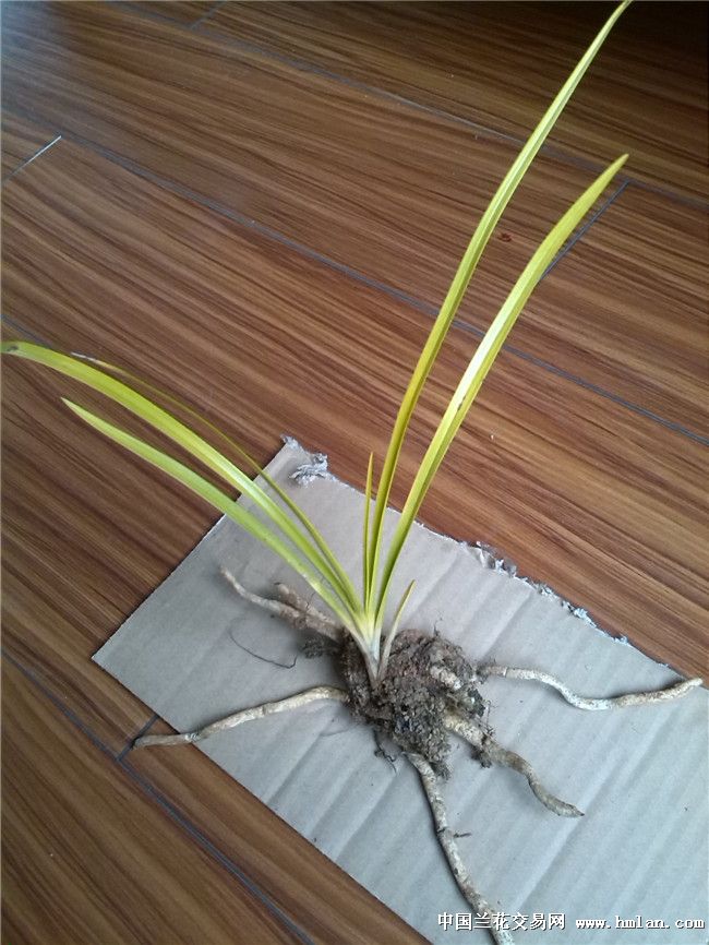 黄金大草