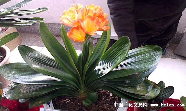 长春君子兰展