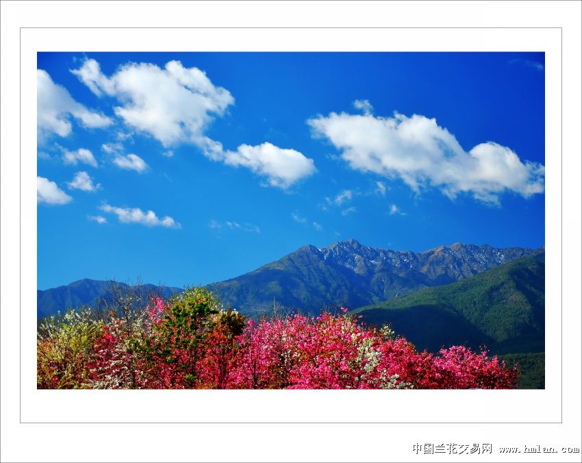 大理学院的樱花开了-摄影书画-中国兰花交易网